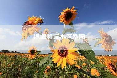 返潮和漏水区别图