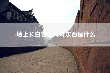 墙上长白色毛茸茸东西是什么