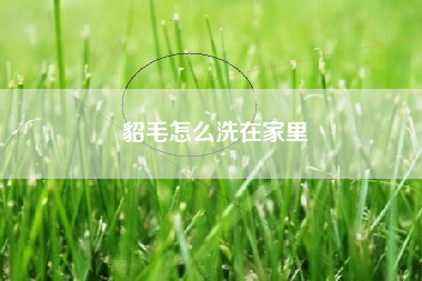 貂毛怎么洗在家里