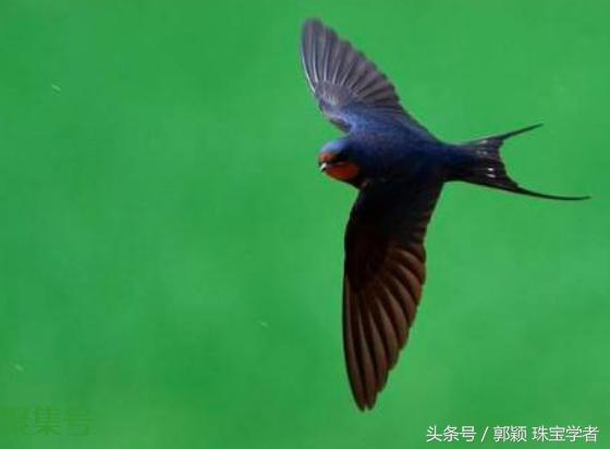 “鸟人”到底是什么?神圣的象征还是诋毁人的蔑称?