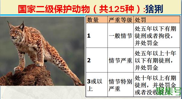 国家二级保护动物有哪些（最新国家二级保护动物名单图片）