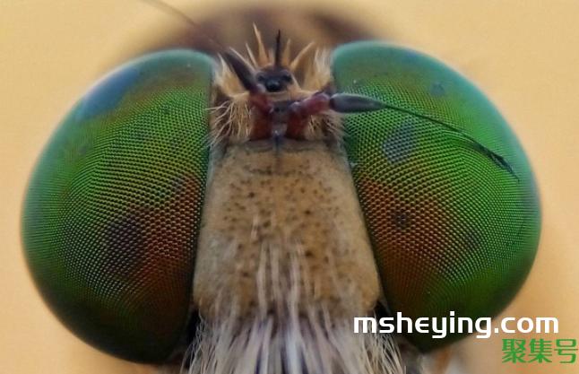 复眼是什么意思(复眼的作用)