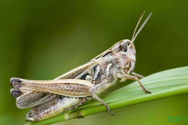 蝗虫和蚂蚱的区别(蝗虫和蚂蚱是一样的吗)