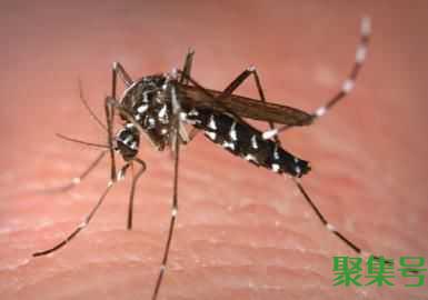  母蚊子吸血公蚊子干嘛(为什么雌蚊子吸血雄蚊子不吸血)