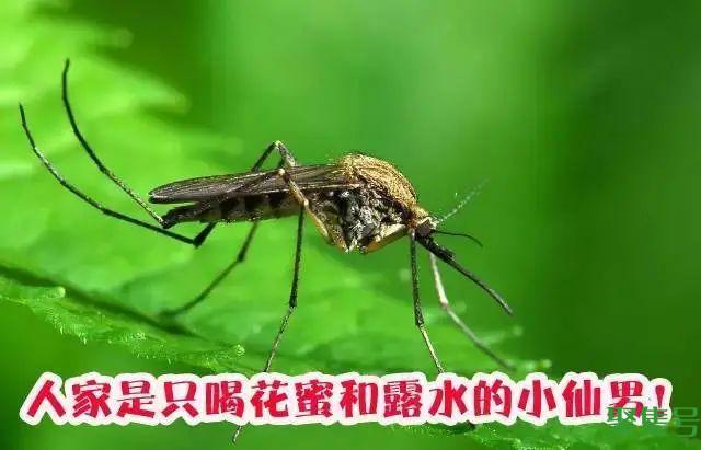 公蚊子不吸血怎么生存(蚊子不吸血可以活吗)