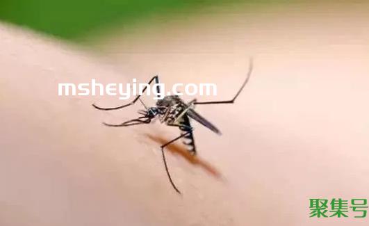 蚊子的寿命有多长最多能活多久(蚊子的寿命有多长时间)