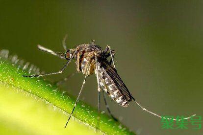 怎么找到家里的蚊子窝（蚊子窝一般在家里哪个位置）