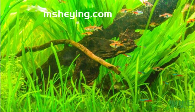 鱼缸用uv杀菌灯好吗（鱼缸uv杀菌灯有用吗）