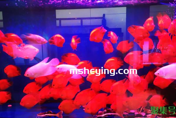 紫外线杀菌灯对鱼有害吗（水族杀菌灯对鱼有害吗）