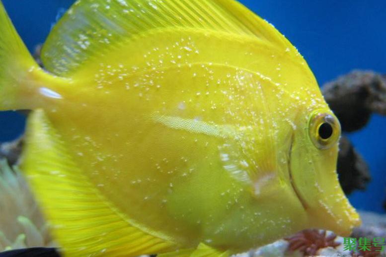 鱼身上长白点用什么药（鱼身上长白点怎么处理）