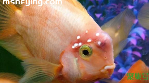 鱼身上长白斑是什么原因(观赏鱼身上起白点怎么治疗)