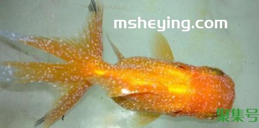 鱼身上起小白点怎么办( 鱼身上长了白点点怎么办)