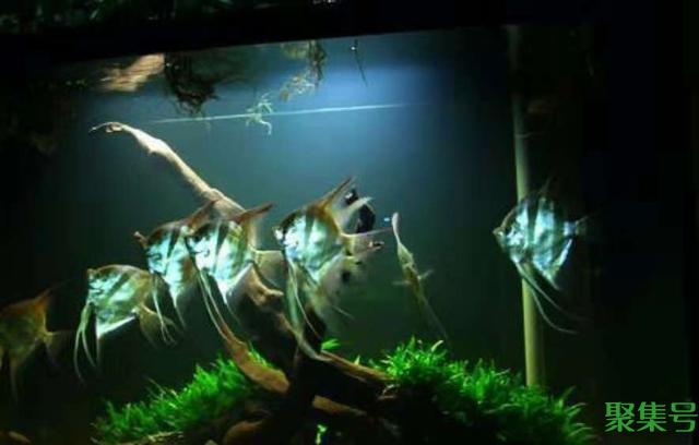 神仙鱼身上长白点怎么治(神仙鱼常见病及治疗)