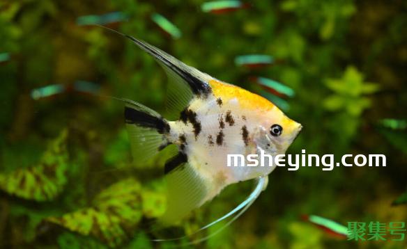 神仙鱼莫名其妙死亡(神仙鱼的正确养法)
