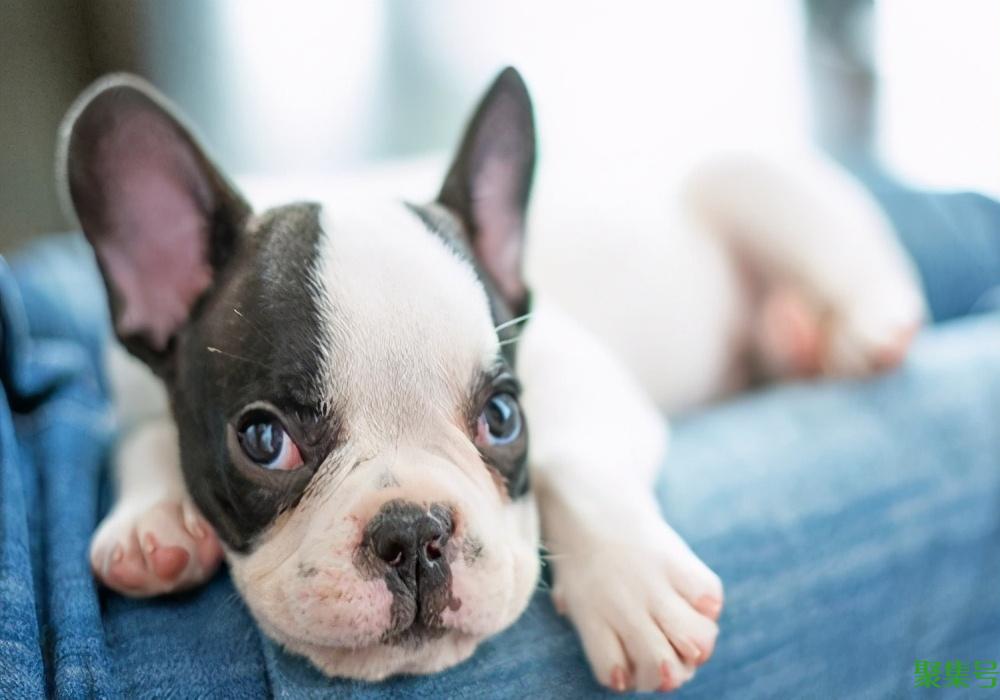 幼犬吃自己粑粑有害吗（幼犬吃自己粑粑怎么办）