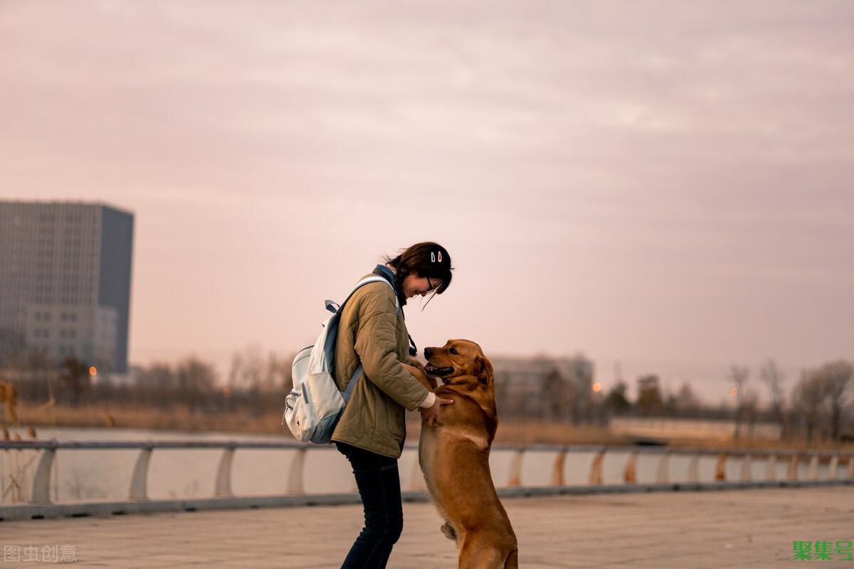怎样看出幼犬认主人了（狗狗认定你是主人的表现）