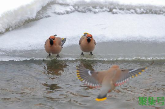 饮鸩止渴什么意思（饮鸩止渴怎么读）