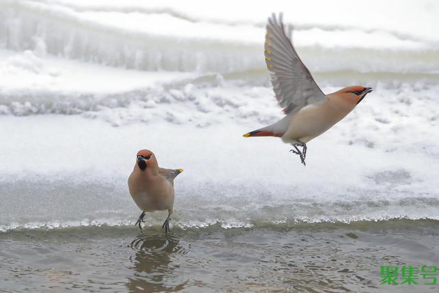 饮鸩止渴的成语故事（饮鸩止渴什么意思）