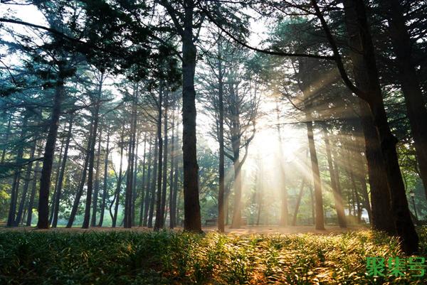 丁达尔效应是什么现象(丁达尔效应的具体表现)