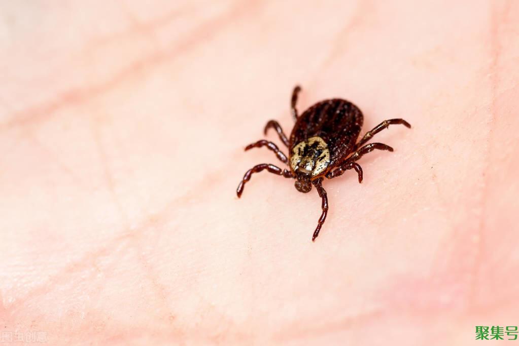 螨虫叮咬后的症状图(螨虫性皮炎是什么)