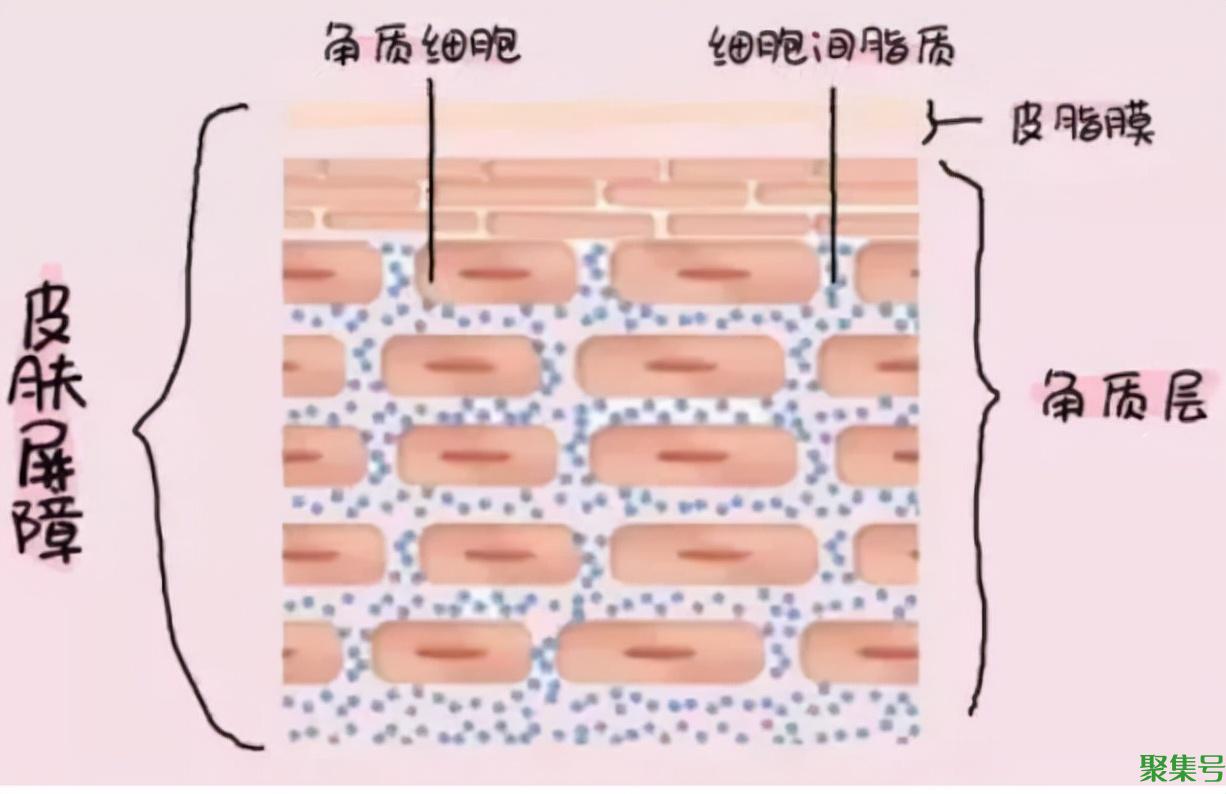 角质层薄用什么护肤品(角质层薄该如何改善)