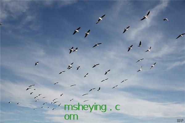  努力积极向上的句子，努力奋发向上的句子