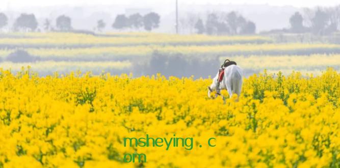 春天踏青文案简短，春天踏青主题文案