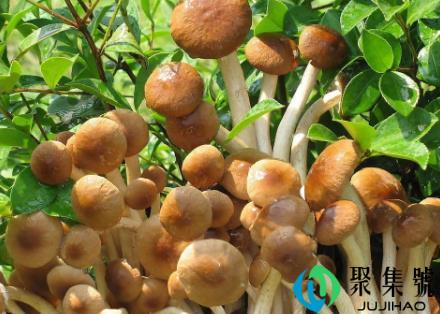 怎样生产食用菌栽培种(食用菌生长需要什么环境)