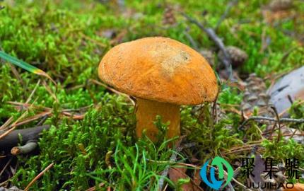 食用菌生长需要什么环境2