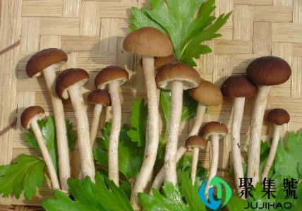 食用菌生长需要什么环境3