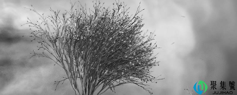 详细阅读:六级风有多大 六级风有多大