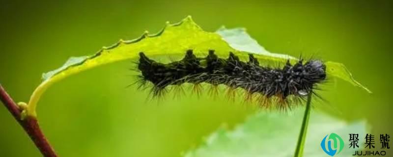 家里为什么会有黑色的毛毛虫