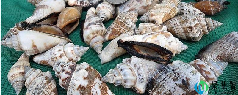 螺的品种