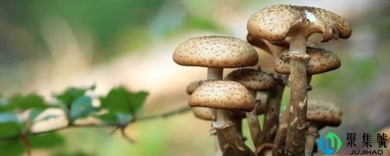 蘑菇是什么颜色的