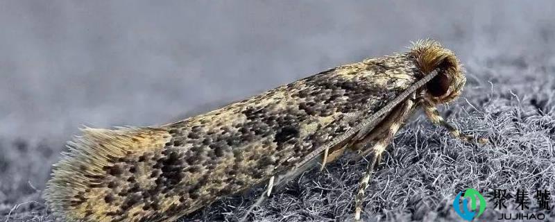 为什么墙上会有衣蛾幼虫