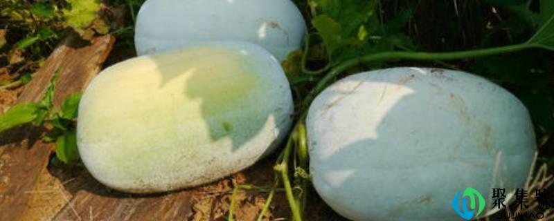 小冬瓜和大冬瓜区别