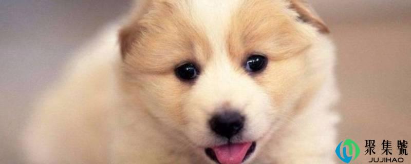 详细阅读:狗怕什么气息 狗怕什么气息