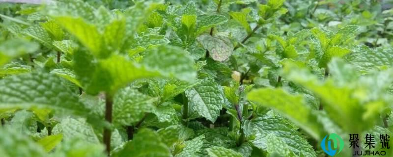 薄荷叶的成效与感化