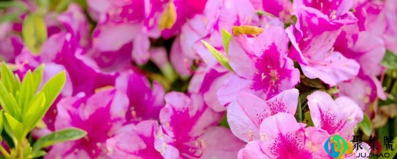 花中西施指的是