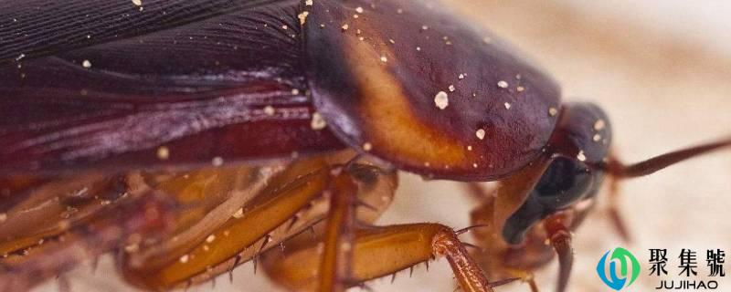 蟑螂会不会咬人
