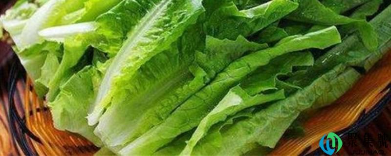 油麦菜长大是不是莴笋