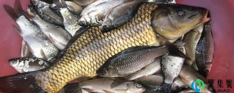 详细阅读:蓝刀鱼和白条鱼区别 蓝刀鱼和白条鱼区别