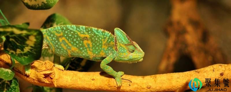 变色龙和蜥蜴的区别