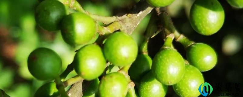 木姜子如何熬木姜油