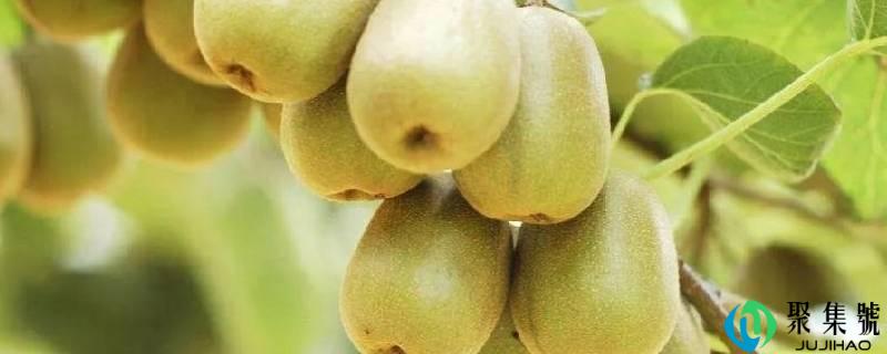 猕猴桃快速催熟办法