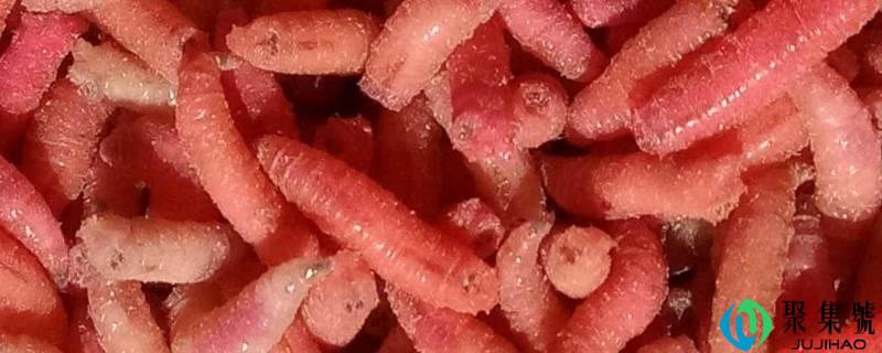 家里有蛆虫怎么回事