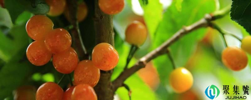 樱花的果实能够吃吗