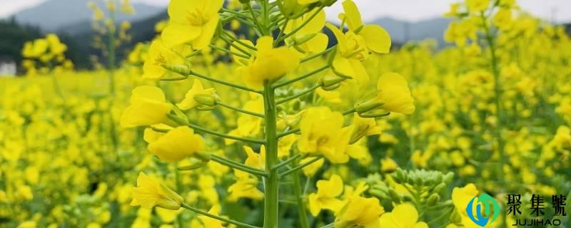 飞入菜花无处寻的上一句