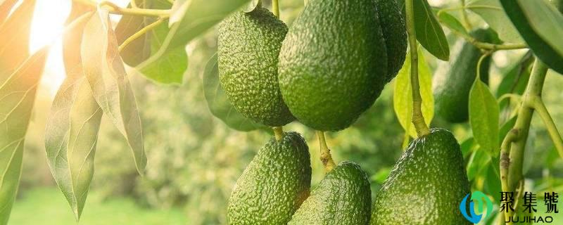 吃牛油果有什么益处