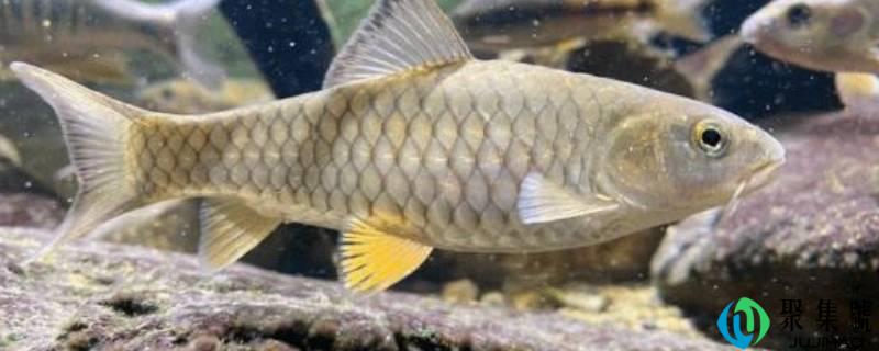 军鱼是什么